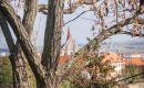 Květná neděle a Křížová cesta na Hradiště  9. 4.